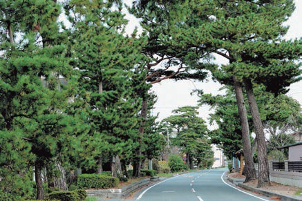 東海道松並木