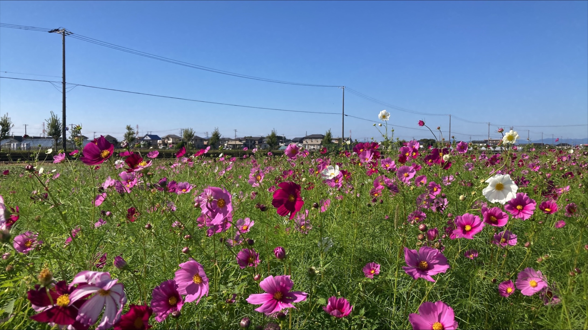 浅羽_あさば花咲かせ隊