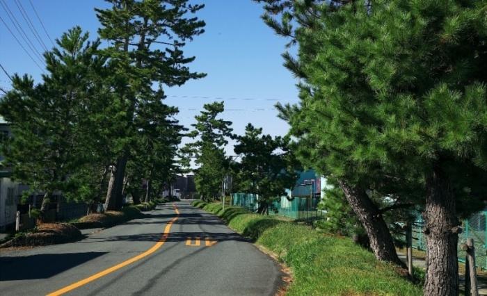 matsunamiki