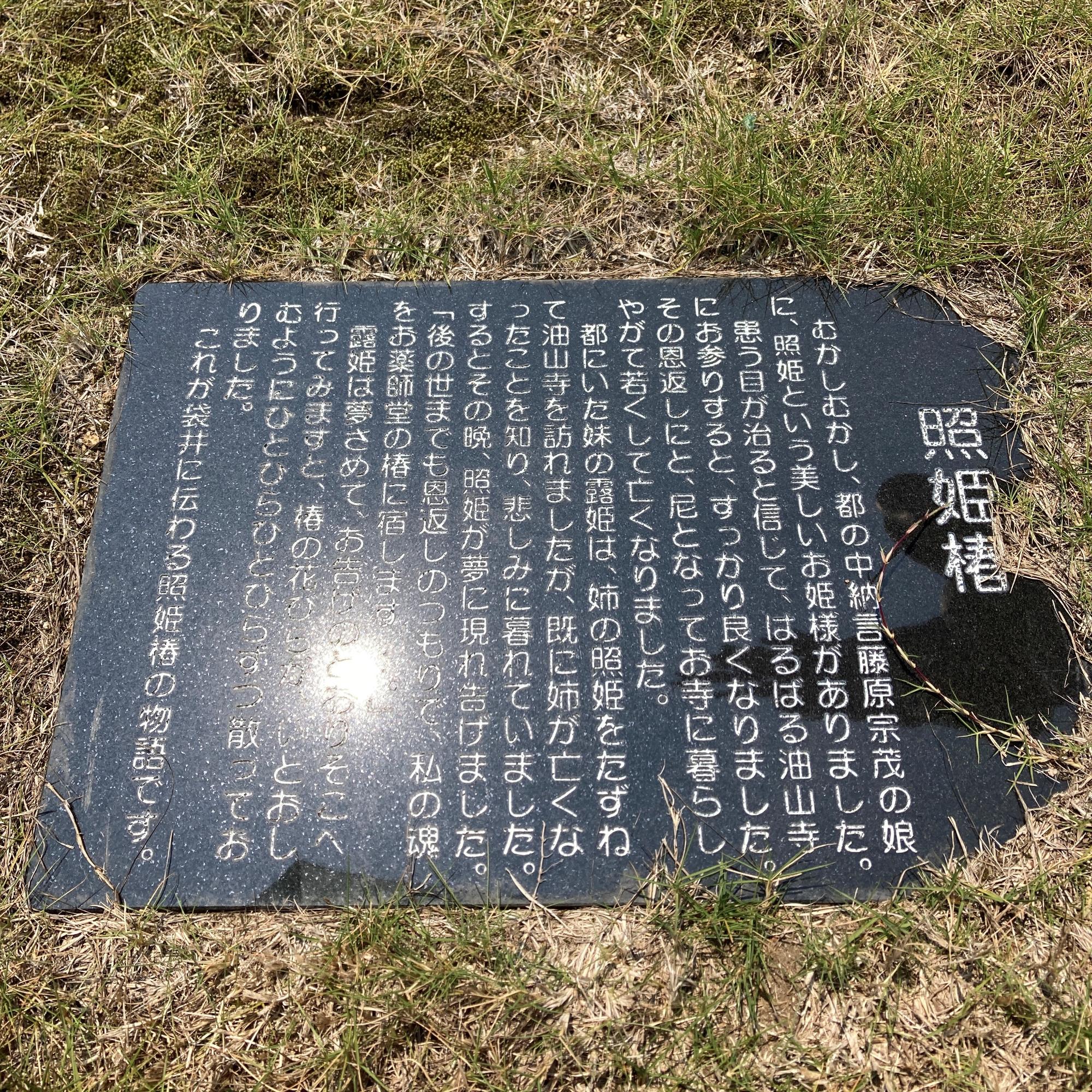 照姫椿