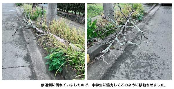 倒木の写真