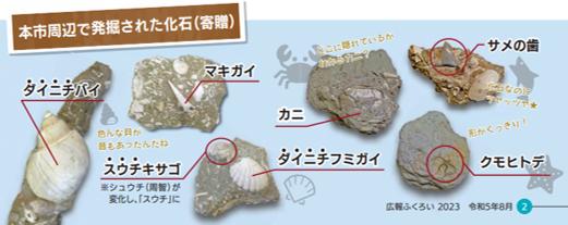 袋井市周辺で発掘し、寄贈された化石