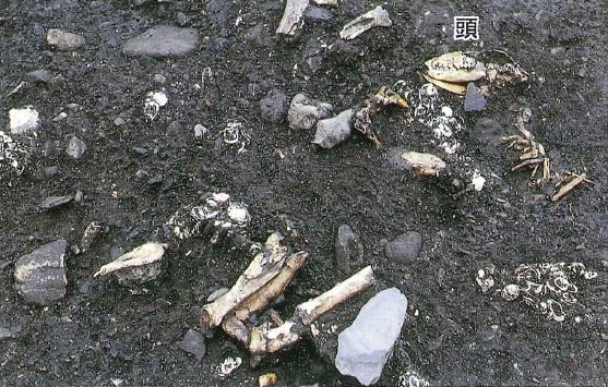 大畑遺跡 埋葬された犬