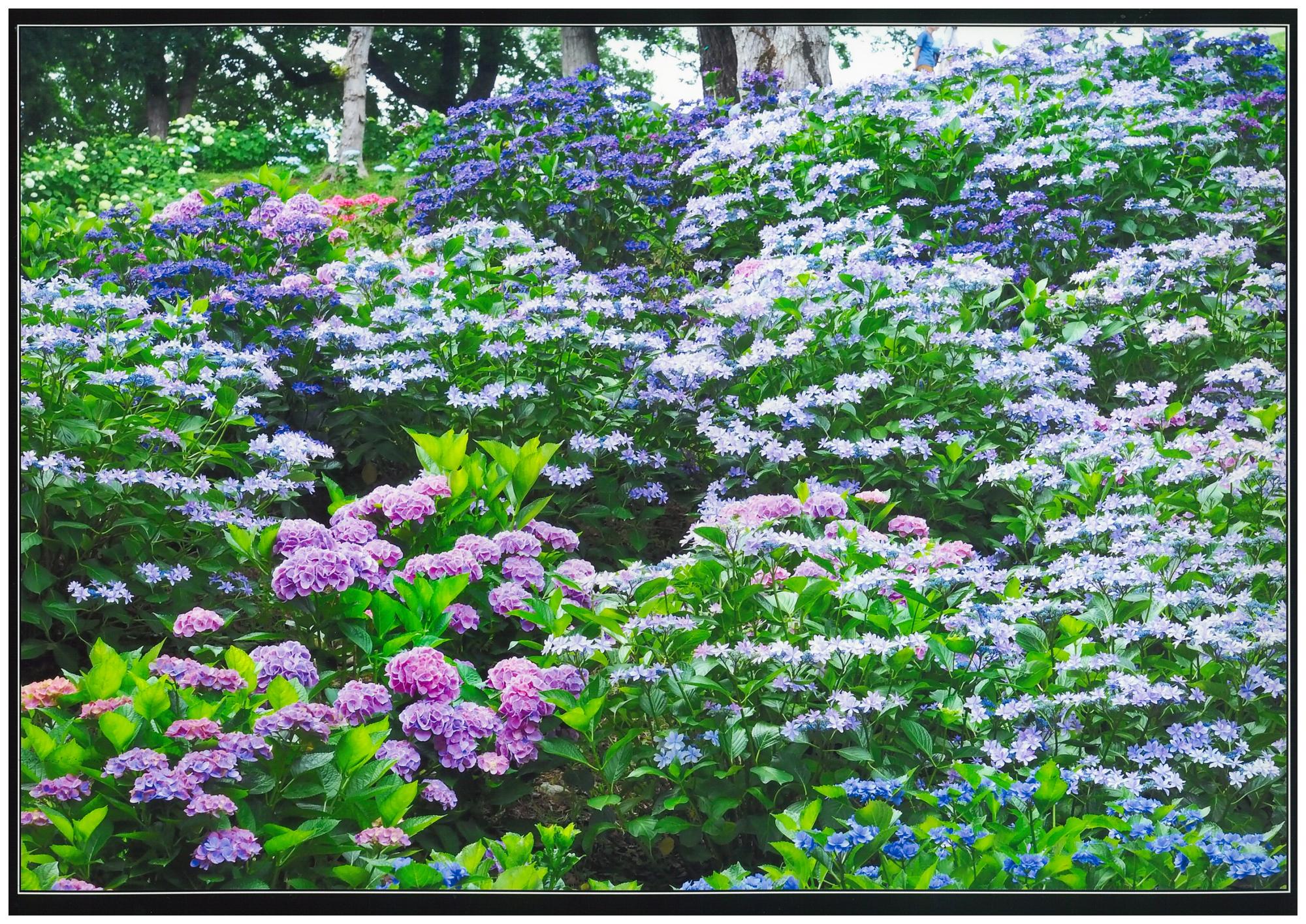 ゆりの園あじさい