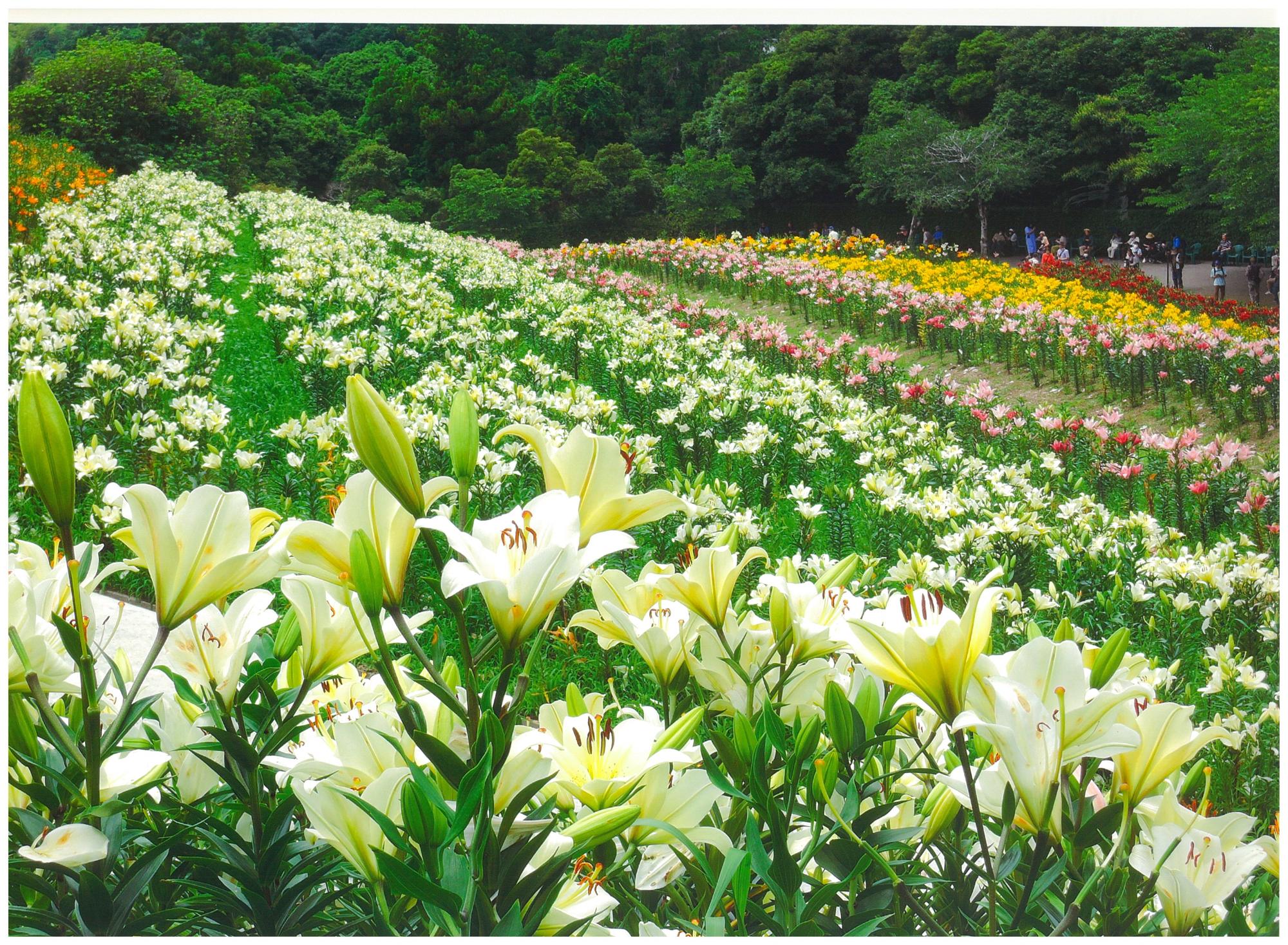 可睡ゆりの園百合の写真