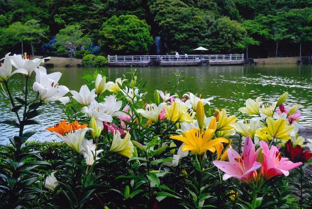 ゆりの園池