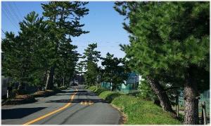 旧東海道の松並木