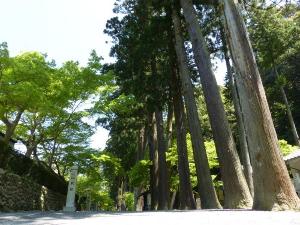 法多山尊永寺の杉並木