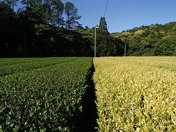 左:やぶきた、右:きら香