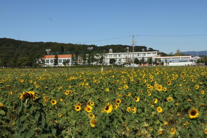 三川小学校付近の田園