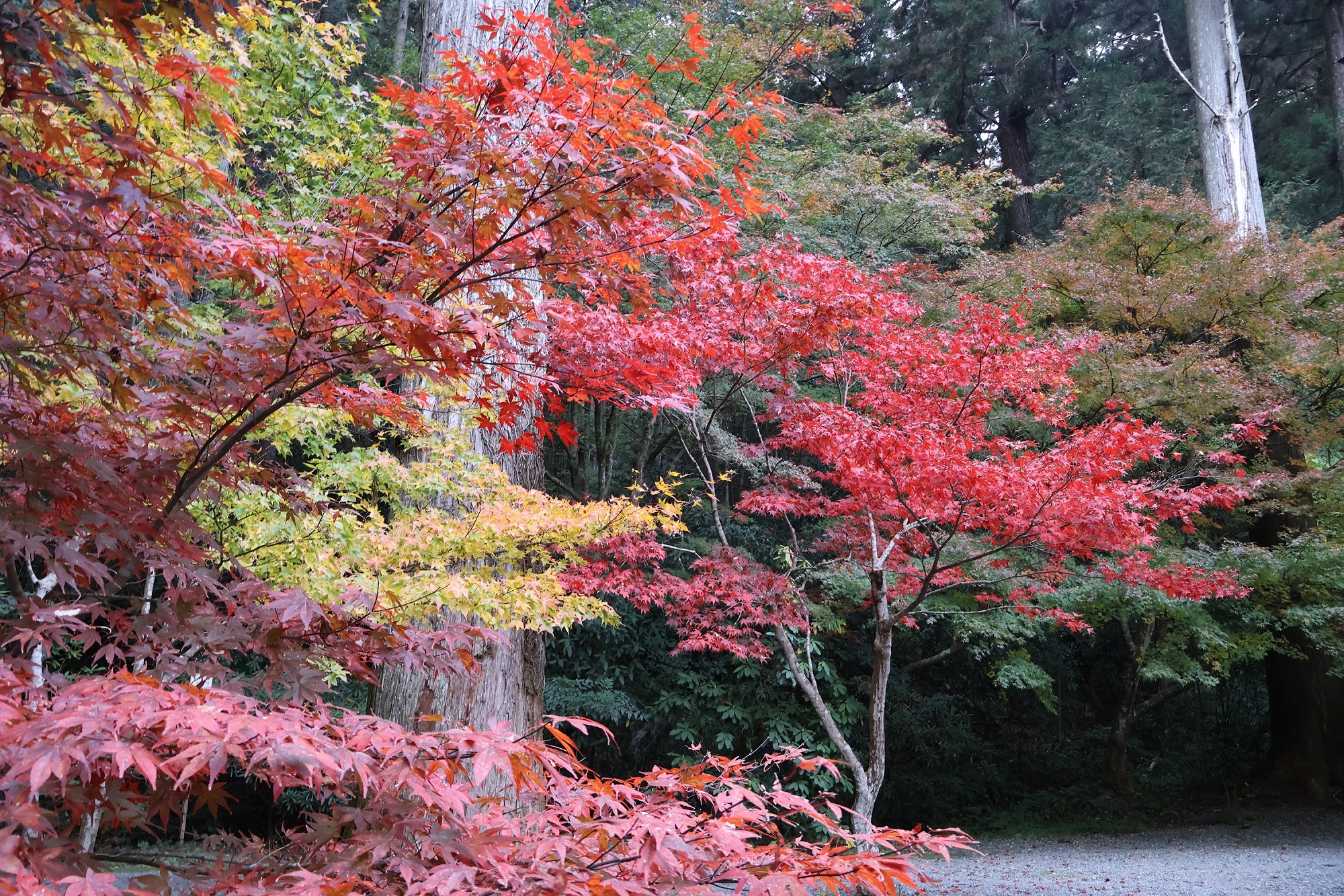 紅葉の咲く季節_可睡斎
