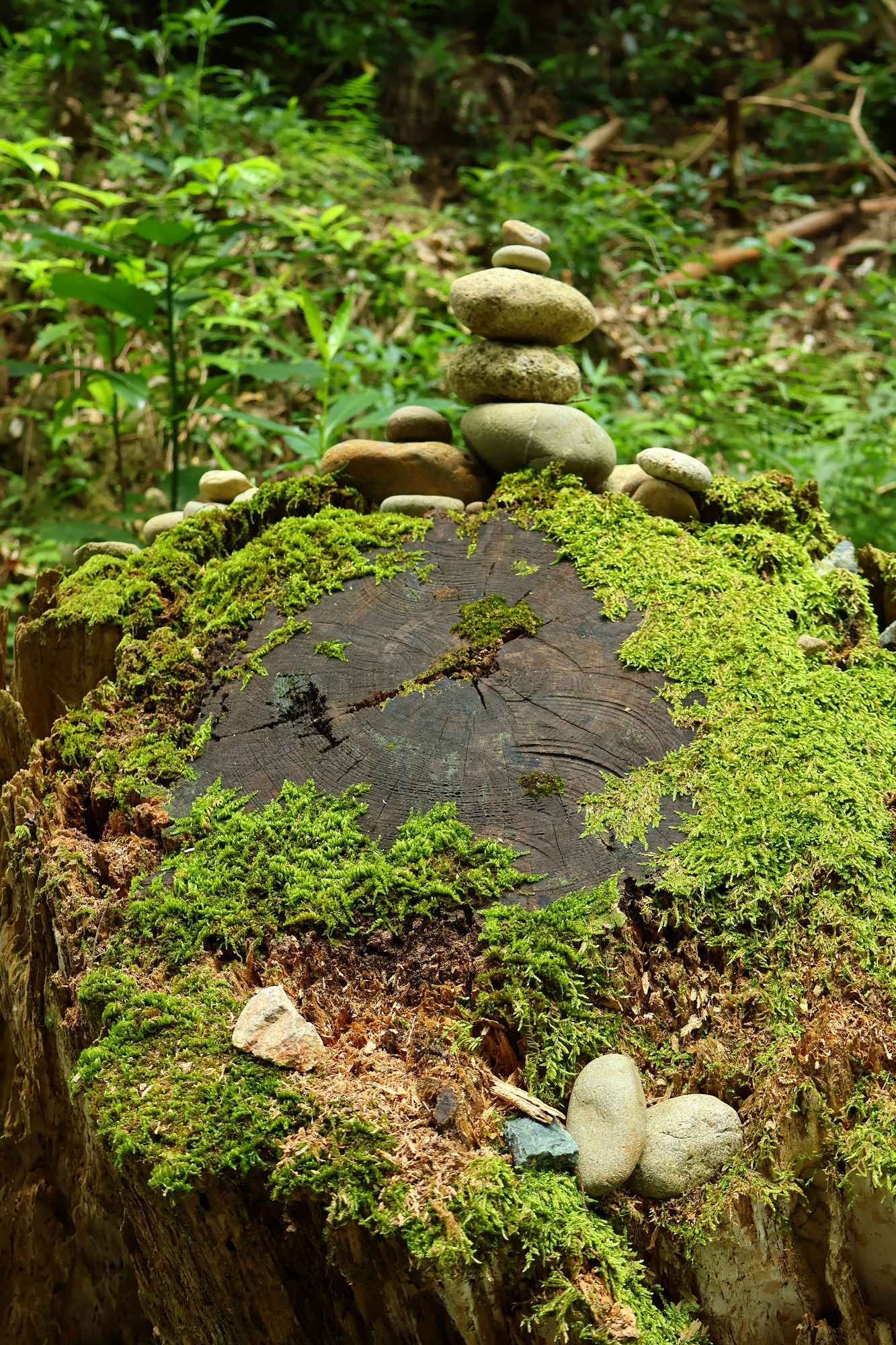 森のきまぐれ_油山寺