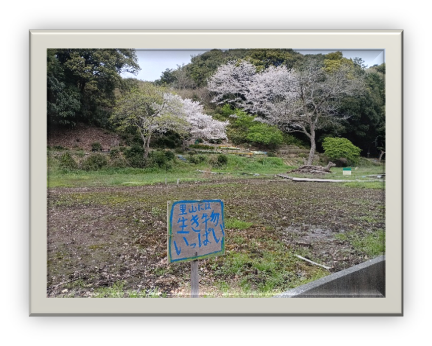 里山の風景（湿地）