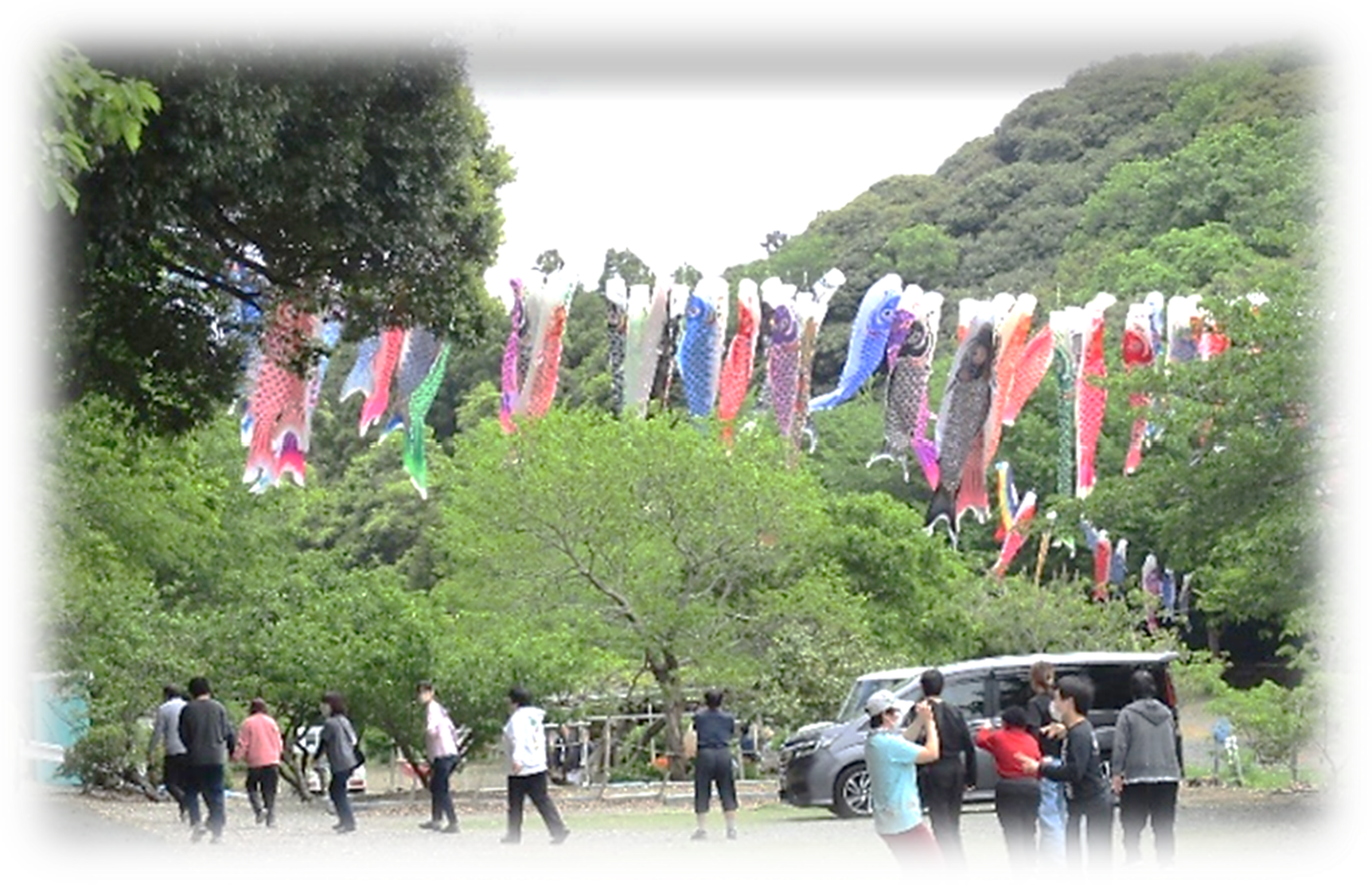 昨年こいのぼりがあがった様子