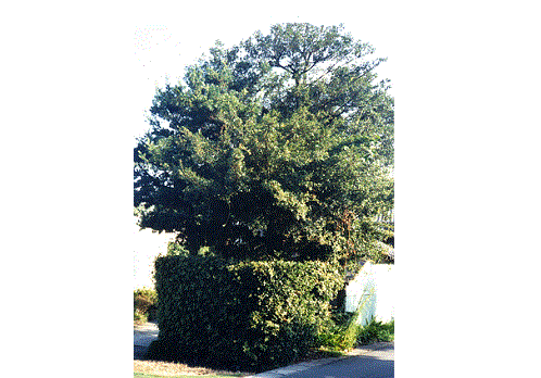 イマメの木