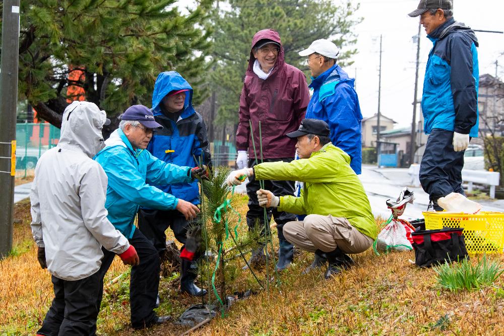 松並木の補植松の様子