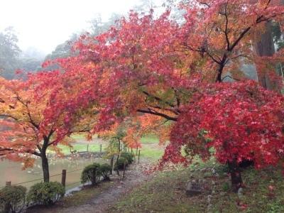 可睡齋紅葉