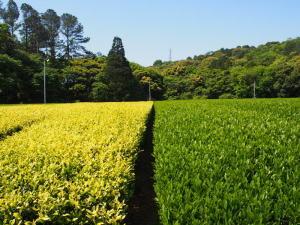 きら香の茶畑