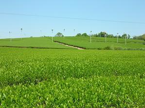 緑美しく被われた茶畑