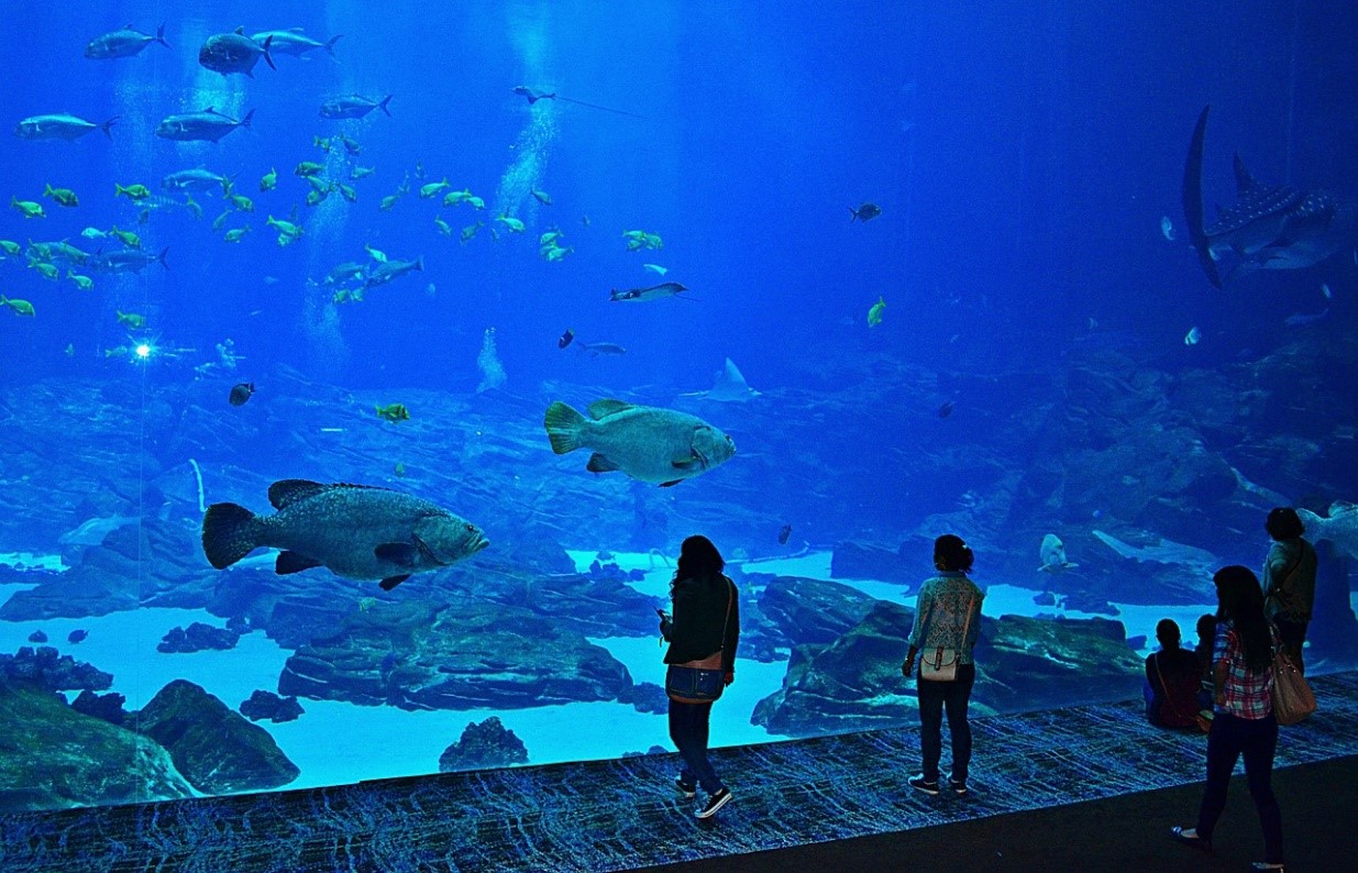 ジョージア・アクアリウム ( The Georgia Aquarium )